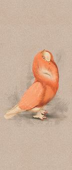ABK Special Edition Cloistered Dove colour swatch