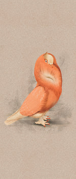 Cloistered Dove