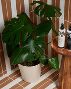 Ca’ Pietra Earthenware Porcelain Red Clay — official gallery image 3