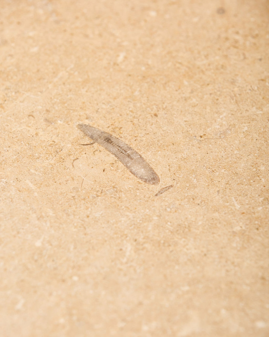 Ca’ Pietra Lacock Limestone Tumbled Finish — official gallery image 8