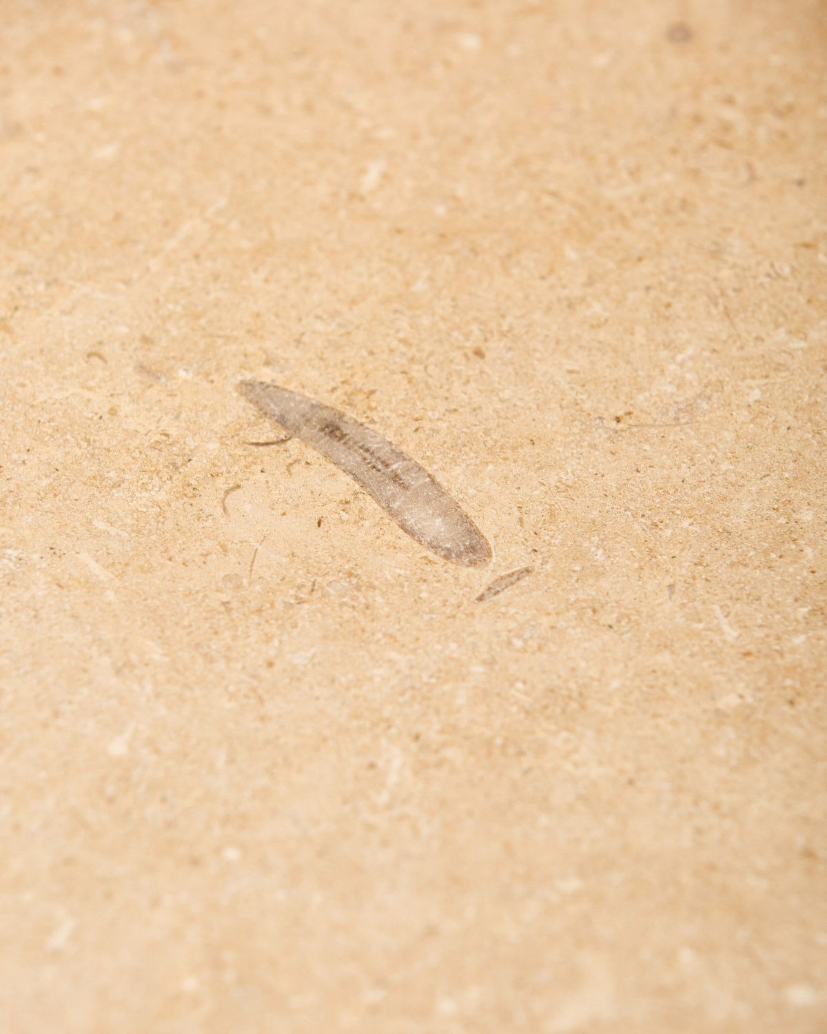 Ca’ Pietra Lacock Limestone Tumbled Finish — official gallery image 8