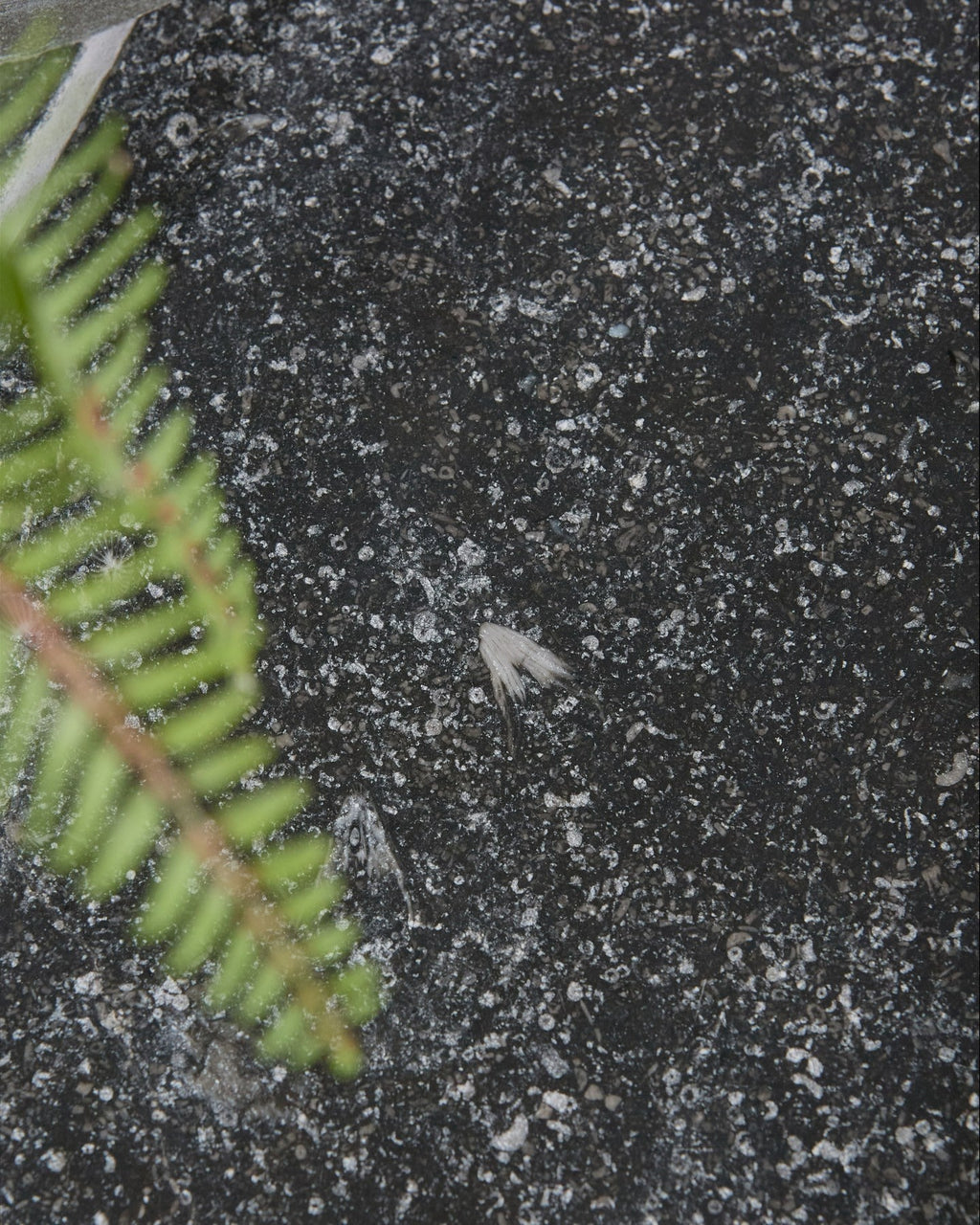 Ca’ Pietra Tora Blue Limestone Tumbled Finish — official gallery image 1