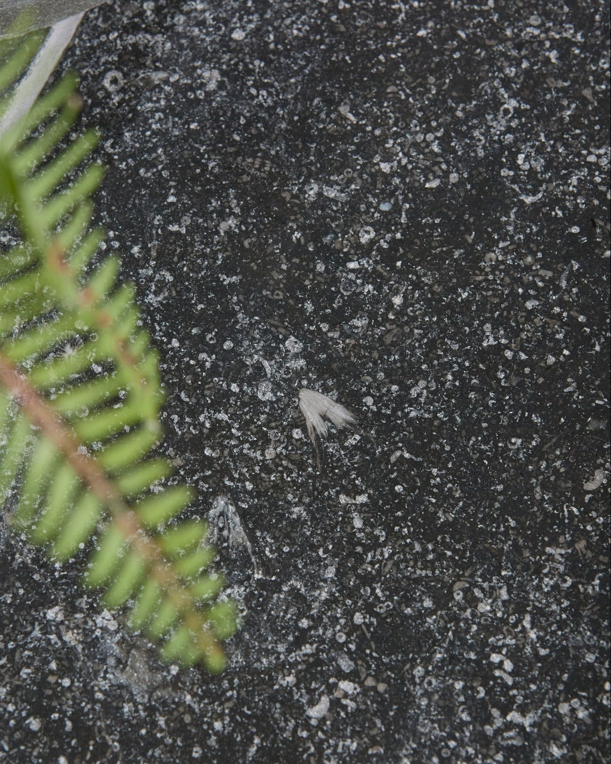 Ca’ Pietra Tora Blue Limestone Tumbled Finish — official gallery image 1
