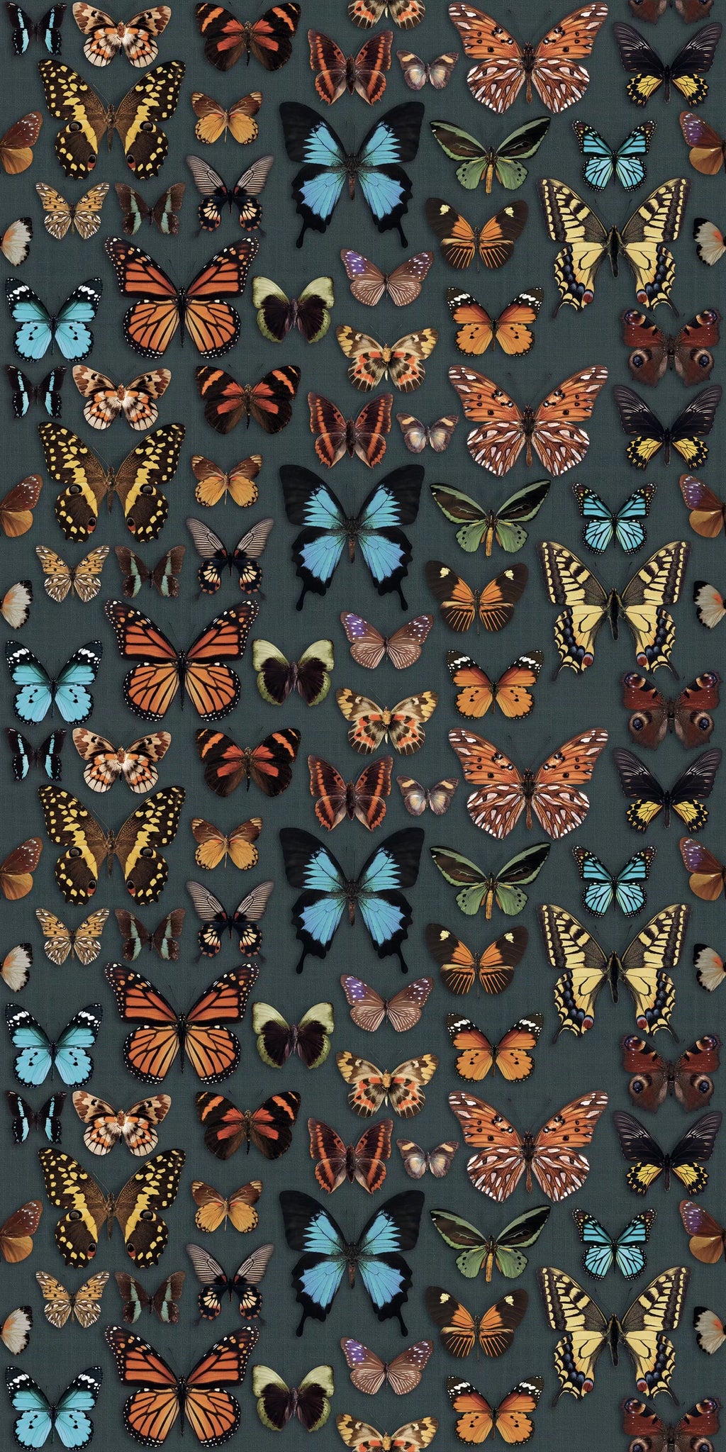 ABK Wide&Style On Demand Papillon colour swatch