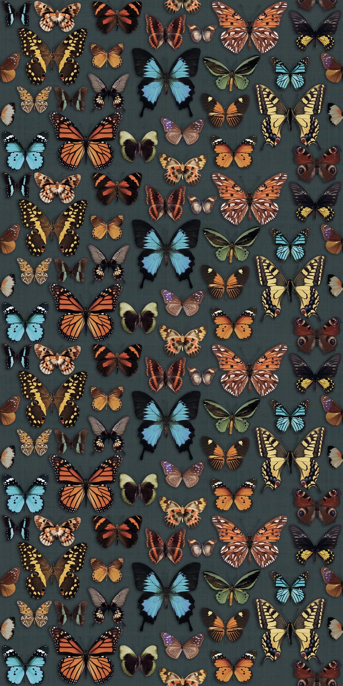 ABK Wide&Style On Demand Papillon colour swatch