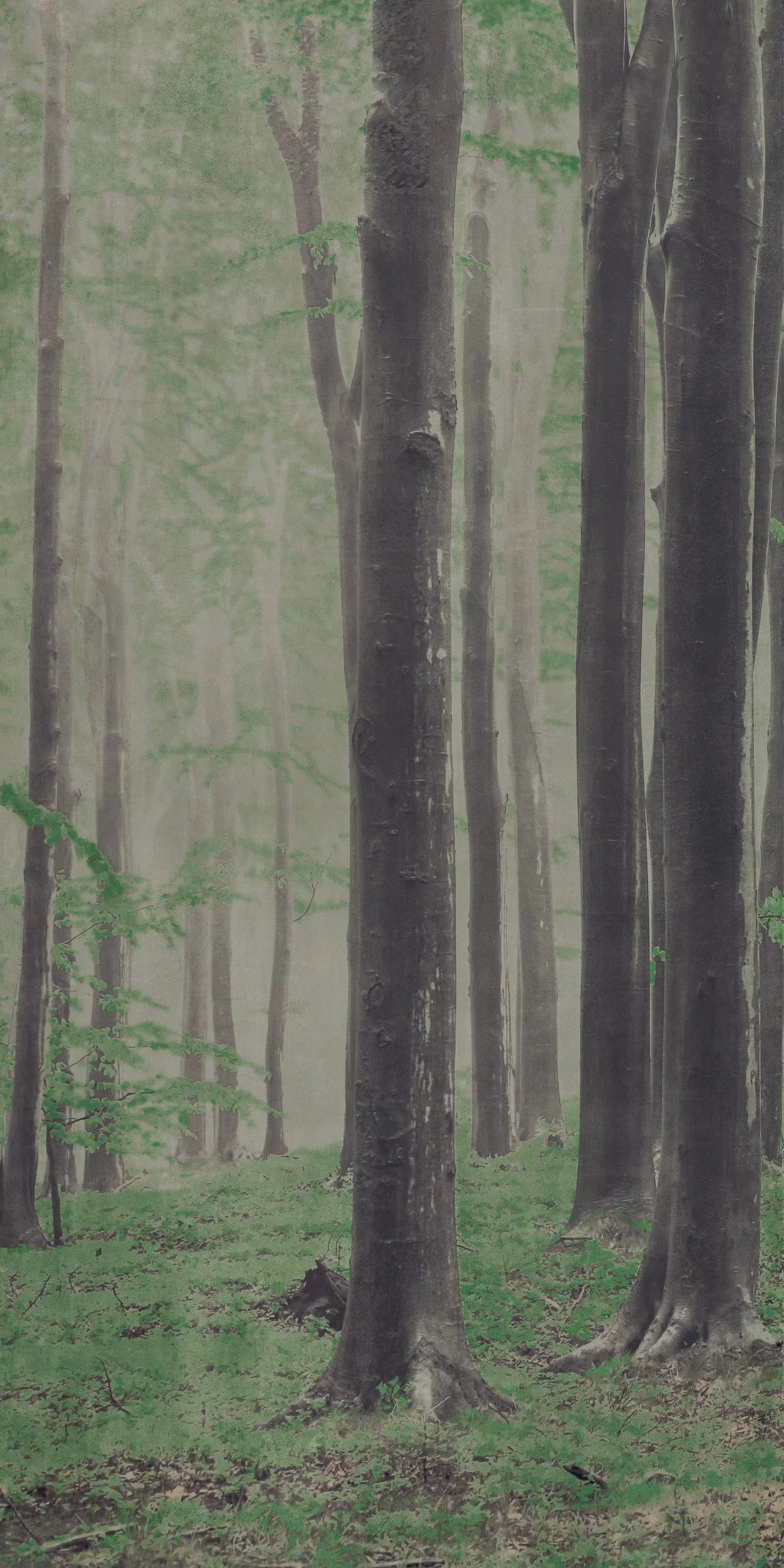ABK Wide&Style On Demand Woods colour swatch