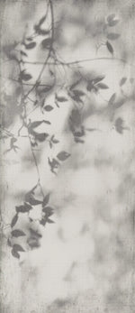 Shadow